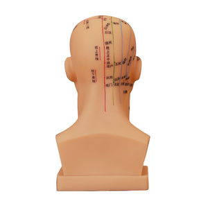 Ohrmodell für den Unterricht und Lernen in Akupunktur und Massage - Traditionelle Chinesische Medizin - Product Image 6