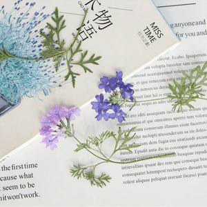 Sud-américain Fausse <span class=keywords><strong>Verveine</strong></span> Petite <span class=keywords><strong>Verveine</strong></span> Avec Branche Fleurs Pressées Résine Oeuvre Cadre DIY Artisanat Bougie Epoxy - Product Image 3