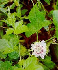 Vente chaude-poudre de fruit de la passion séchée avec un bon prix sofia - Product Image 5