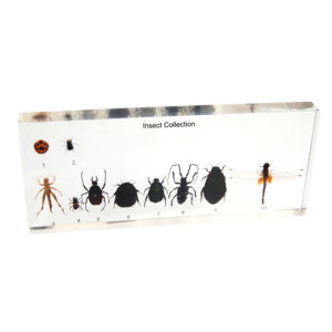 ตัวอย่างแมงป่องทหารแบบฝังในพลาสติก Gelsonlab HSBS-025 ตัวอย่างทางชีววิทยา - Product Image 5
