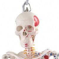 Modèle de squelette humain grandeur nature avec des proportions réelles et des articulations flexibles pour l'enseignement des sciences médicales