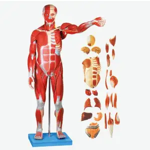 Músculos de masculino com orgânicos internos e modelo anatômico masculino
