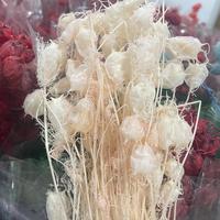 Großhandel für Konservierte Nigella-Blumen, Natürliche Getrocknete Blumen, Damascena Nigella Gras für Hochzeits- und Valentinstagsdekorationen