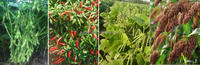 Récolteuse de sésame à usage domestique Mini récolteuse de haricots Machine de récolte de piment