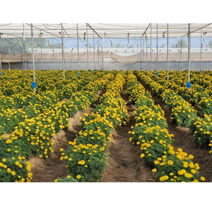 Structure en filet vert durable et haute résistance pour serre, avec filet d'ombrage vert résistant aux UV pour légumes et fruits - Product Image 3