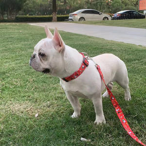 En gros Date De Vacances Pour Animaux de Produits De Noël Réglable Pour Chien Mener Set - Product Image 6