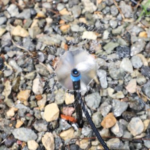 Nosel Irigasi Pertanian DaringFish, Penyemprot Mikro Vortex Tetes Air yang Dapat Disetel, untuk Rumput, Bunga, dan Pohon Buah - Product Image 3