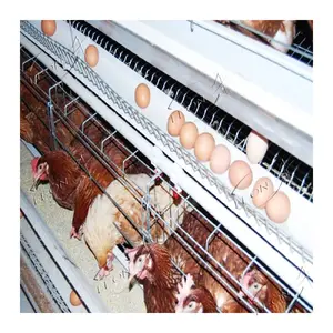 鶏卵鶏を産むための自動亜鉛メッキ電池養鶏場層ケージ