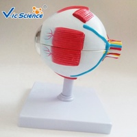 Recurso de enseñanza de ciencias médicas Modelo de anatomía del ojo agrandado Modelo DE EDUCACIÓN anatómica de Ciencias Médicas Modelo de ojo humano