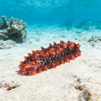 Modèle de simulation de fruits de mer yxs, concombre de mer en caoutchouc souple, aliments aquatiques, échantillons de plats d'hôtel, articles de présentation, accessoires, jouets, Liaon