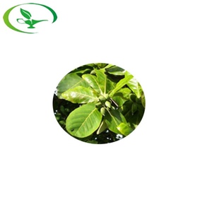 ผงใบแคทัปป้าออร์แกนิคคุณภาพสูง สารสกัดสมุนไพรจากใบแคทัปป้า - Product Image 2