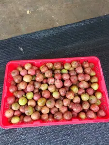 Sukulen segar buah manis Litchi bukan Lychee dapat Makanan daun hitam