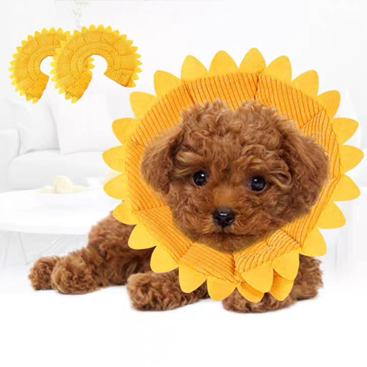 sunflower dog cone