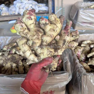 Chất Lượng Cao Tươi Trẻ Gừng Sơn Đông Xuất Xứ 150G Mới Bán Buôn Xuất Khẩu Màu Xanh Lá Cây Rau Gốc Cho Nông Nghiệp Hoặc Thực Phẩm Sử Dụng - Product Image 5