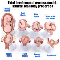 Modelo de proceso de desarrollo de embarazo Fetal de ciencia médica modelo de desarrollo de embarazo Fetal CE/ISO