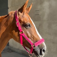 Collier de tête pour cheval - Une harnaisse élégante avec une sangle réglable et une poignée antidérapante, idéale pour le dressage et le saut d'obstacles
