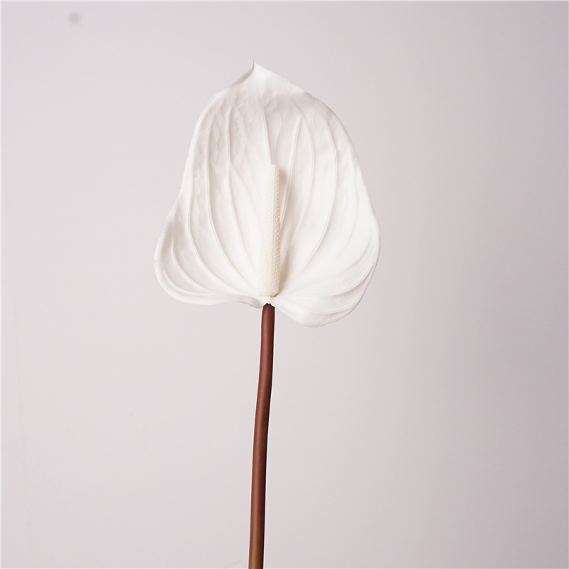 Colle douce anthurium-blanc