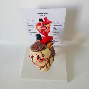 แบบจำลองกายวิภาคหัวใจสุนัข แบบถอดประกอบได้ สำหรับ<span class=keywords><strong>การ</strong></span>สอนและสาธิตทางสัตวแพทย์ - Product Image 3