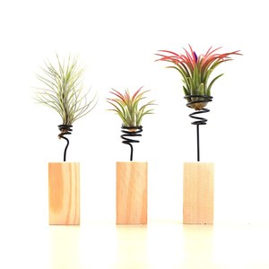 Nouveau design Tillandsia air <span class=keywords><strong>porte</strong></span>-<span class=keywords><strong>plante</strong></span> avec spirale métallique bloc de bois taille personnalisée air <span class=keywords><strong>plante</strong></span> debout support bureau intérieur déco - Product Image 1