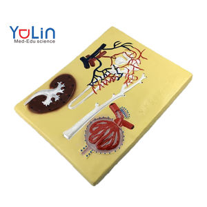 Modelo de Glomerulo de Nefrón Renal Humano de PVC, Sección de Riñón de Plástico, Modelo de Estructura de Corpo de Nefrón Renal, Marca Yulin - Product Image 1