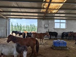 Polietileno <span class=keywords><strong>de</strong></span> alta resistencia para Vaca, ganado, oveja, ganado, invierno, 110-230V, 85Ugal, fregadero <span class=keywords><strong>de</strong></span> agua - Product Image 4