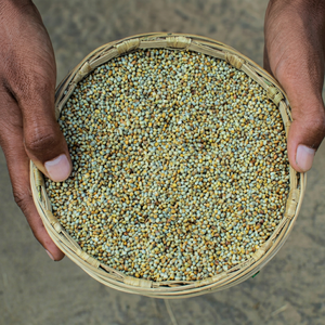 Millet indien, grain culinaire - Product Image 1