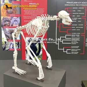 Z MY DINO AS-019, modelo de animales en 3D, <span class=keywords><strong>esqueleto</strong></span> de <span class=keywords><strong>gorila</strong></span> en venta - Product Image 6