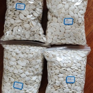 Semillas de Calabaza Blanca como la Nieve Golden Harvest de Alta Calidad, 10 cm, de Mongolia Interior, Crudas y Secas, de Grado Alimenticio - Product Image 3