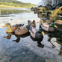 Leurre de canard en EVA à surface entièrement floquée, réaliste en 3D, pour la chasse aux oiseaux aquatiques, portable, pour le champ et l'extérieur, équipement de simulation de chasse