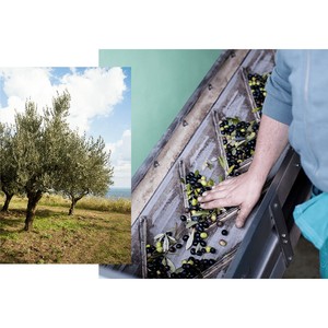 Ý Extra Virgin dầu ô liu Terre dell'abbazia chai 500 ml - Product Image 2