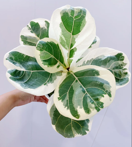 Ficus Lyrata Variegato da Coltura in Vaso con Variegazione Stabile, Pianta Ornamentale Premium per Interni da Vivaio - Product Image 4