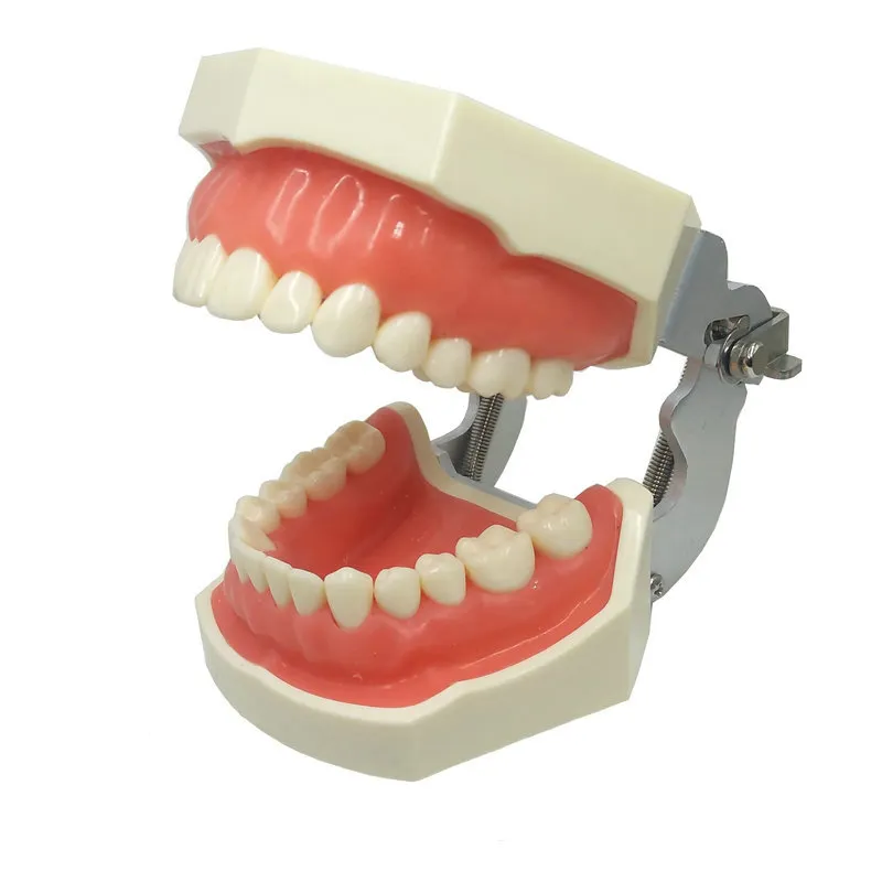 Низкая цена, модель стоматологической практики/Модель со съемными зубами