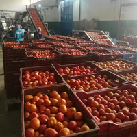 Industriële automatische tomatenpuree verwerkingslijn, aseptische trommelverpakking, capaciteit 1-50T/H, tomatensausmachine, turn-key project