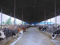 Les bâtiments à structure en acier ne s'altèrent pas, offrant une haute qualité et une grande durabilité, adaptés aux hangars à volailles et aux abris pour bétail.