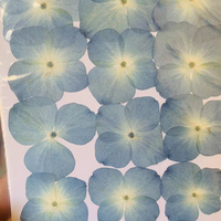 Usine directe séchée naturelle pressée fleur d'hortensia en relief bricolage goutte à goutte colle fleurs accessoires de fleurs séchées