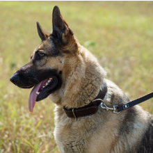 Entrenamiento para correr Correa de cuero real Premium para mascotas Correa de entrenamiento y para caminar Correa trenzada para perros - Product Image 6