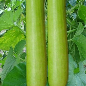 Hybride à forte demande pour l'agriculture commerciale, offrant une excellente productivité et des produits frais de qualité prêts pour le marché - Product Image 1