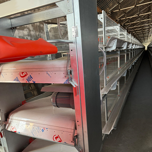 Gabbia per Polli in Acciaio a Batteria Tipo H per Allevamento di Broiler e Ovaiole per Uso Agricolo Disponibile Nuova e Usata - Product Image 5