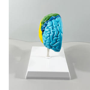 Modèle de cerveau droit 1:1 avec zones fonctionnelles - Outil pédagogique d'anatomie du cerveau humain - Product Image 4