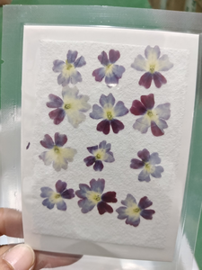 12 pièces/sac variété de <span class=keywords><strong>verveine</strong></span> couleurs naturelles <span class=keywords><strong>fleur</strong></span> pressée pour la décoration d'art d'ongle - Product Image 6