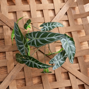 CallaFloral Plante Artificielle Miniature Alocasia en PVC Tissu Brillant, Lot Multi-pièces, Décoration de Mariage, Décoration d'Intérieur - Product Image 3