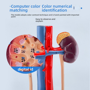Anatomisches 3D-PVC-Modell des menschlichen Harn systems Nieren-<span class=keywords><strong>Ureters</strong></span>-Blasen-Harnröhre für die Ausbildung an der medizinischen Fakultät - Product Image 4