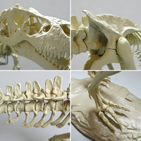 Vente directe d'usine - Kit de modèle de squelette de dinosaure Rex à assembler soi-même - Jouet en PVC - Kit d'artisanat éducatif pour enfants