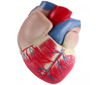 DARHMMY Nuevo Modelo de Corazón Anatómico Jumbo de PVC, Corazón Grande para Estudio de Anatomía, Hecho en China para Ciencias Médicas