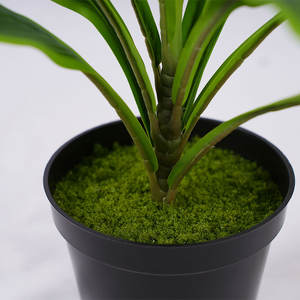 ต้นคอร์ดิไลน์เทียม คุณภาพพรีเมียม สูง 40 ซม. สีเขียว เป็นมิตรกับสิ่งแวดล้อม น้ำหนักเบา ทนทาน ผลิตจากวัสดุ PEVA+PE+PP เหมาะสำหรับตกแต่งบ้าน งานแต่งงาน หรืองานขึ้นบ้านใหม่ - Product Image 5