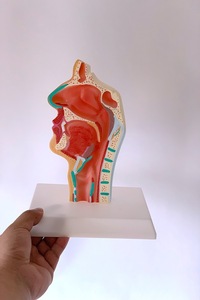 Life-Size PVC Oral <strong>Nasal</strong> Throat Anatomical Model Human <strong>Skeleton</strong> for Medical Science Training in Schools Pathology Medical Model - Product Image 6