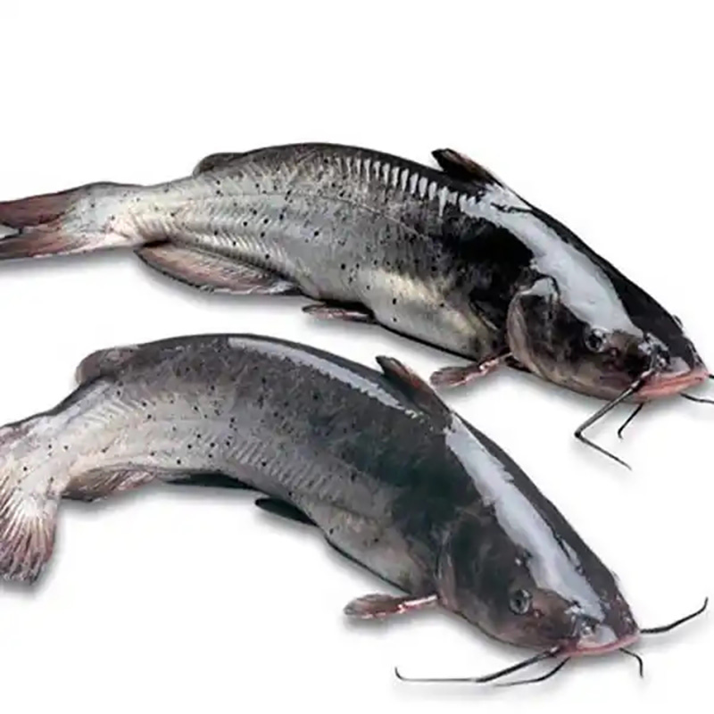Catfish Heads Efficient Processing into Animal Feed