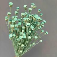 Fleurs séchées en gros pour la décoration intérieure : fleurs de pavot de terre naturelles préservées pour la création de bouquets et l'art floral
