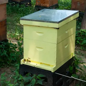 Bee Farming Equipment Bee Box Beehive Wood Colmenas De Abejas Wooden Bee Hive Langstroth For Sale