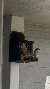 Cedervogel Levert Broedplatformschuilplaats En Vogelhuisje Voor Nestkasten Voor Duiven - Product Image 4